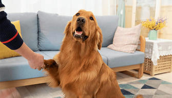 5 Ways to Train Your Dog at Home