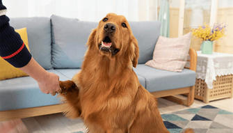 5 Ways to Train Your Dog at Home