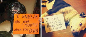 Cute & Funny Pet Shame Captured on Camera