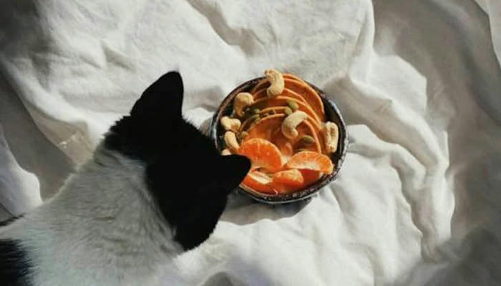 Eight foods cats should never eat