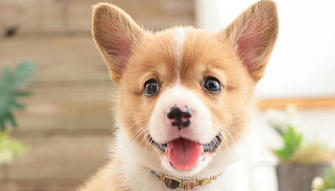 6 Least Intelligent Dog Breeds While They're Actually Not 'Dumb'