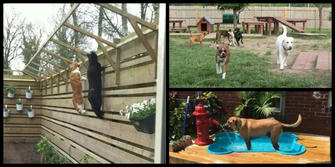 40 Amazing Backyard Designs To Make Your Pets Feel Like They're Truly Part Of The Family
