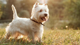 The World-Renowned Xisha Endorsement Dog — West Highland White Terrier