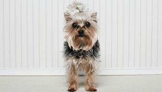 7 Dogs Breed That Don not Shedding All Over Your Houses