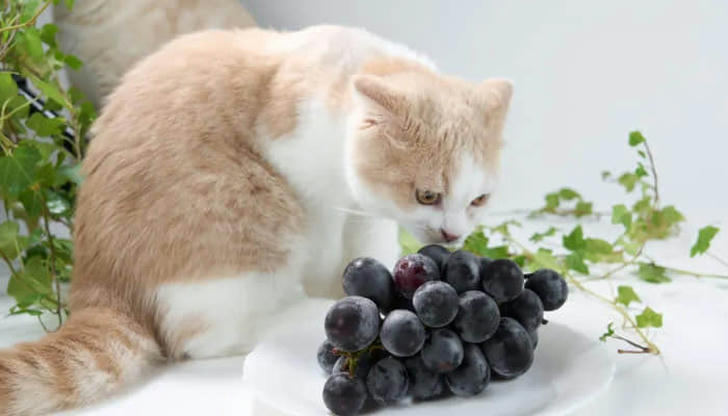 Eight foods cats should never eat