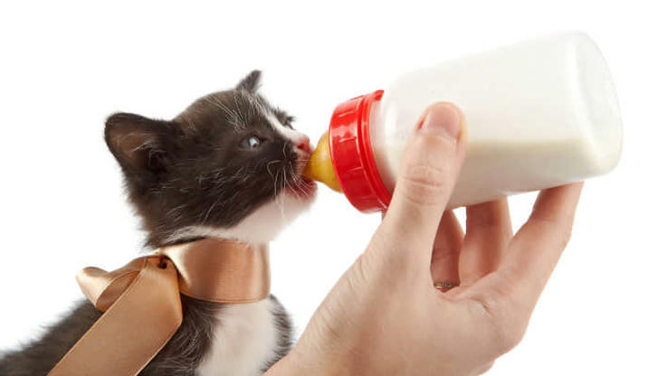 Eight foods cats should never eat