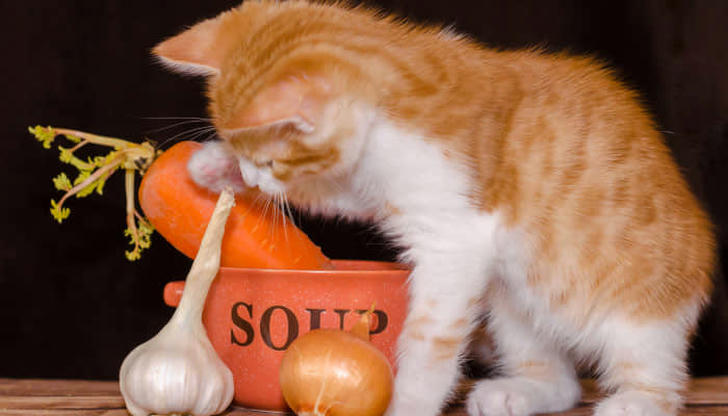 Eight foods cats should never eat