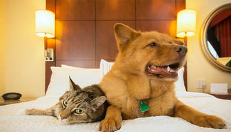 10 Pet-Friendly Hotels for a Tail-Wagging Stay