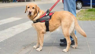 Five Common Guide Dogs