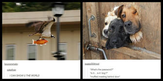Funny Animal Posts That Demonstrate Its Ability to Provide Hours of Entertainment