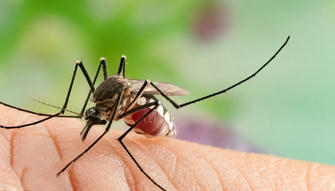Six Facts About Mosquitoes