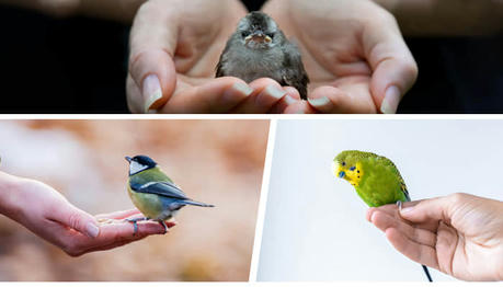 A Complete Guide on How to Hold a Bird
