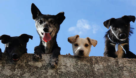 Most Common Bad Dog Behavior and Solutions
