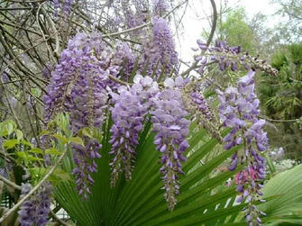 Effective Ways to Eliminate 10 Invasive Weeds