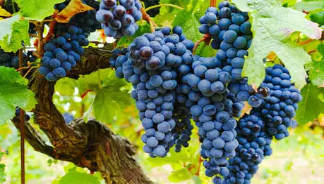 4 Health Benefits of Eating Grapes and 6 Proper Ways to Consume Them
