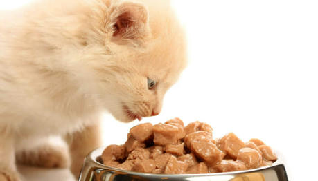 Finicky Feline? Top Tips to Get Your Cat to Eat Their Food